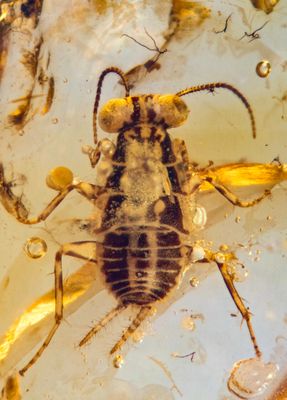 Spectacular colour preservation in Huablattina nymph, Cretaceous Kachin amber, Myanmar