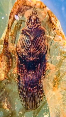 Spectacular colour preservation in cockroach, Cretaceous Kachin amber, Myanmar