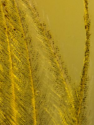 Melanosomes in feather, Cretaceous Kachin amber, Myanmar