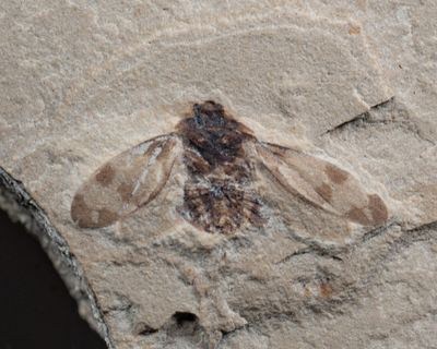 Bug colour patterns Eocene Rio Blanco Colorado.jpg