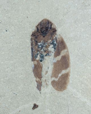 USA Utah froghopper colour bands 1.jpg