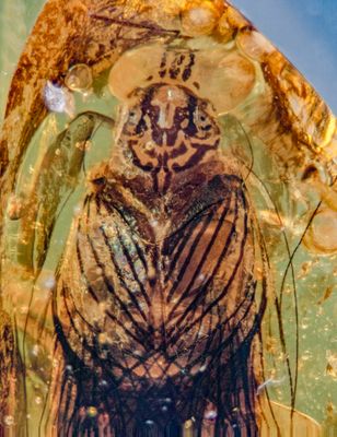 Fossils preserving colour patterns