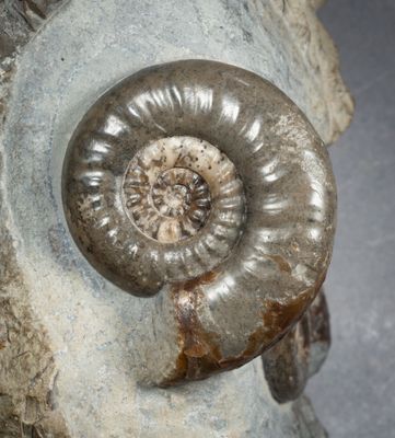 Yorkshire Jurassic