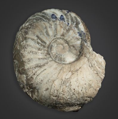 Early Carboniferous Seas