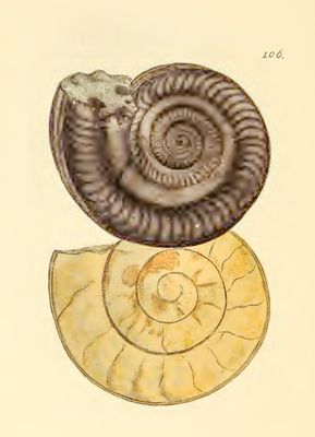 Smith Fig2.jpg