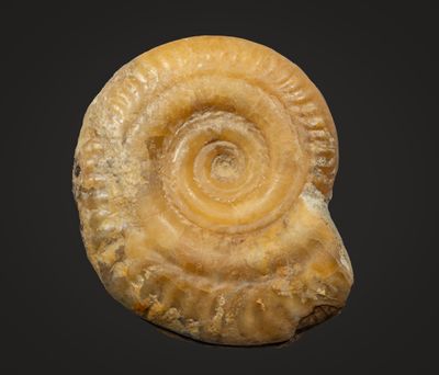 Smith Fig6c.jpg