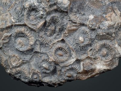 Colonial coral