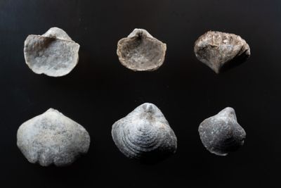 Brachiopods from near Settle. 