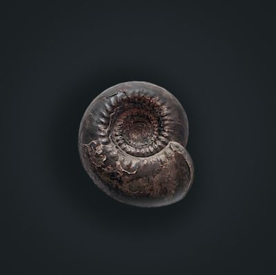 Animals from the Carboniferous Coal Swamps