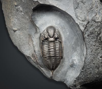 Early Carboniferous Seas