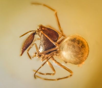 Burmese Cretaceous Amber