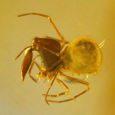 Assassin spider (Archaeidae)