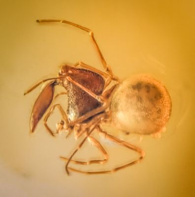Assassin spider (Archaeidae)