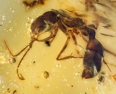 Haidomyrmex