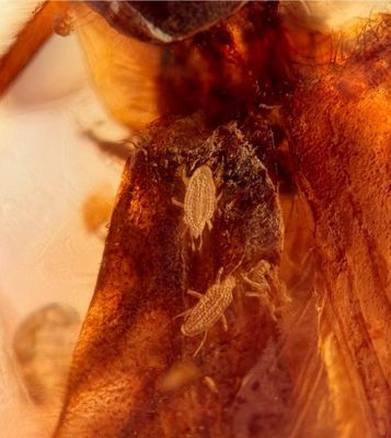 Burmese Cretaceous Amber