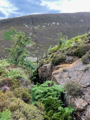 Surface expression of the Harding Vein, Carrock