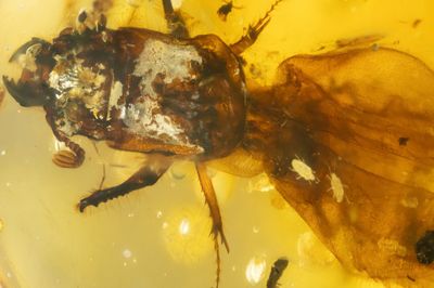 Phoretic mites on beetle (Passalopalpidae)