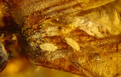Phoretic mites on beetle (Passalopalpidae)