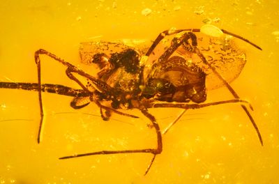 Arachnids in Amber