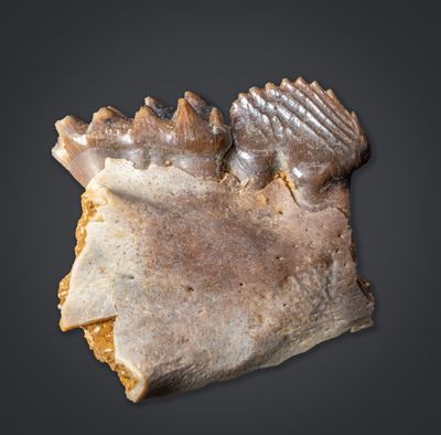 Mammals