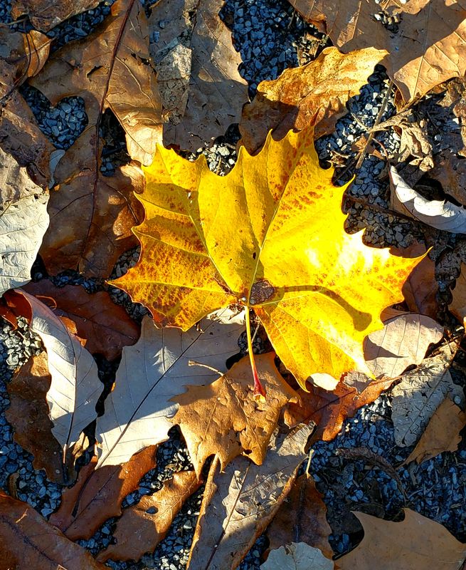 Sycamore Leaf