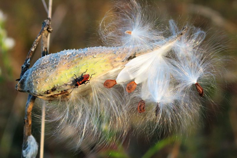 A false milkweed bug feasting on the seeds of milkweed