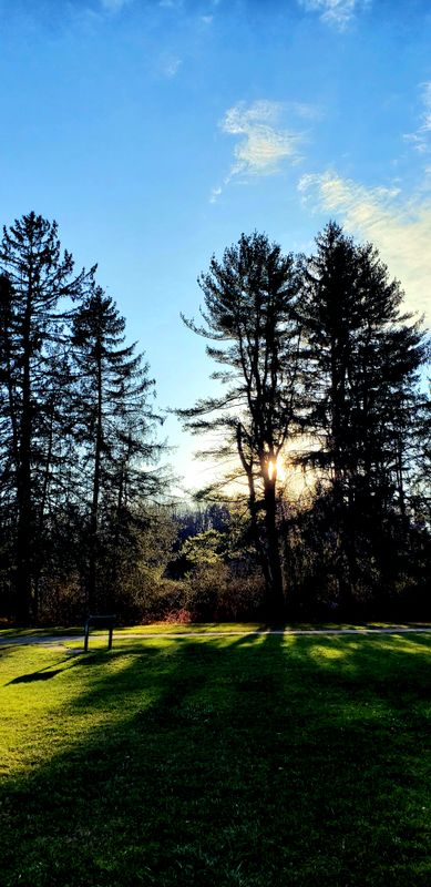 Huge Norway spruce trees