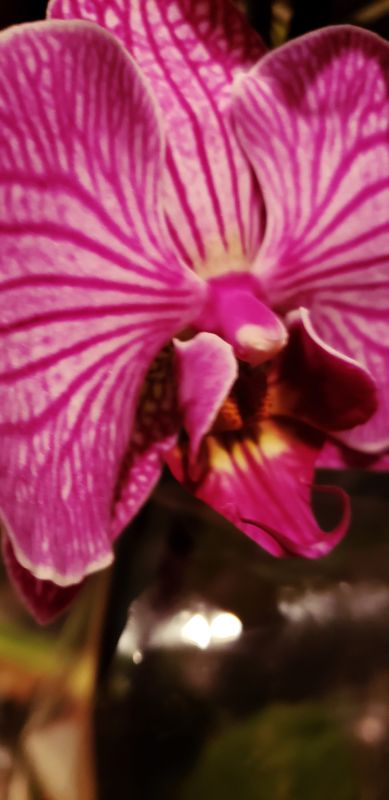 A pretty face for Valentine's Day.