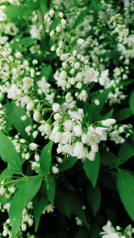 Slender Pride of Rochester - Deutz gracilis