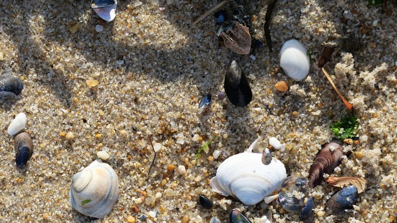 A new season for treasure hunting at the beach.