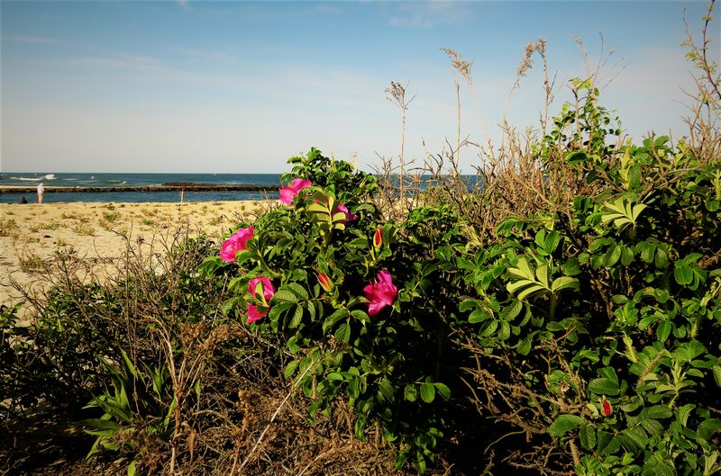 Beach Roses - rosa rugosa