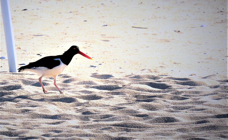 Pied Oystercatcher - haematopus longirostris