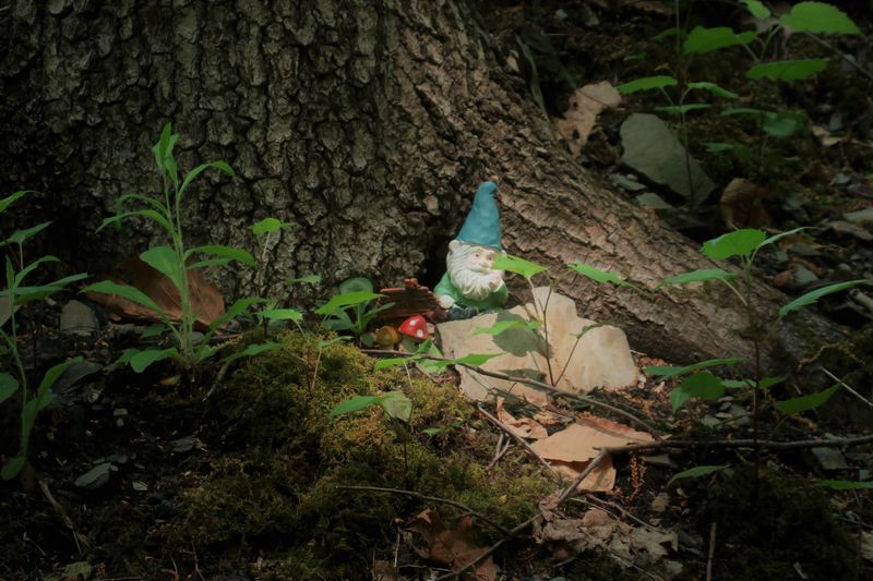 We have gnomes in our woods.