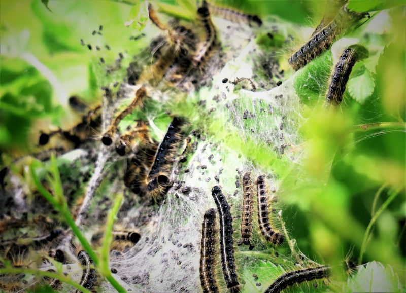 Eastern tent caterpillars - malacosoma americana