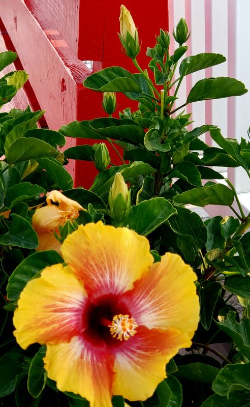 Salty air and hibiscus shrubs make for a lovely combination