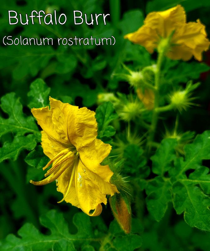 Buffalo bur - Solanum ostratum - a veri evil plant