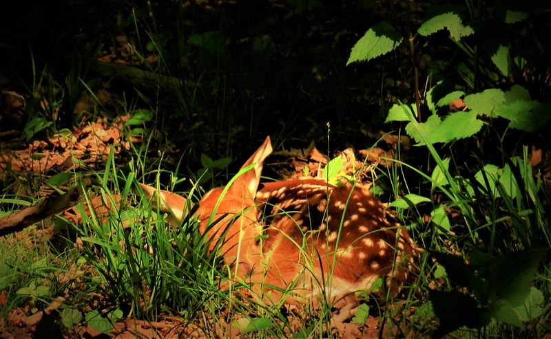 A very young white tail fawn