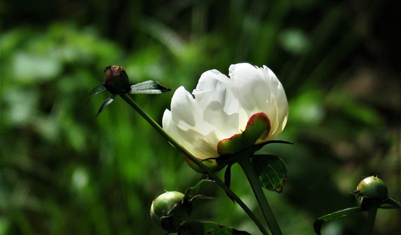 White peony blooming in the yard