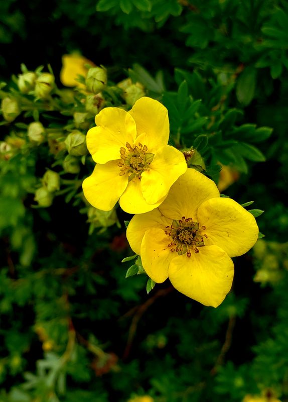 Shrub cinquefoil 