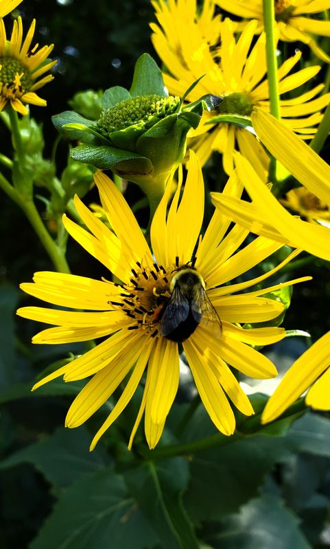 Yellow cup plant with foraging bumblebee