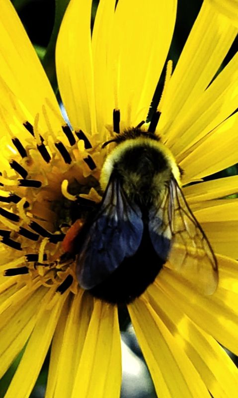Common bumblebee  at work - bombas impatients