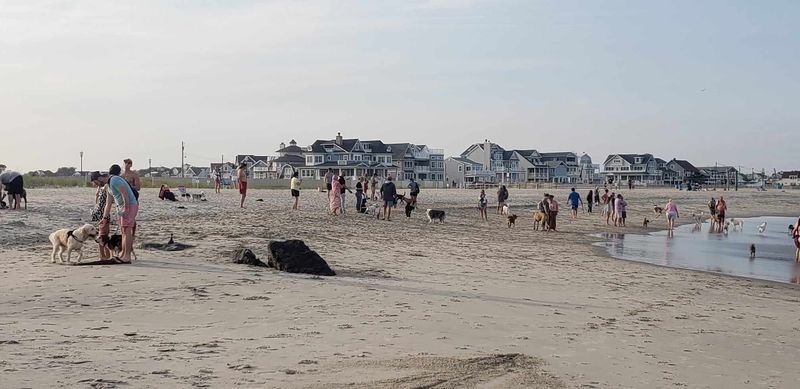 Dog time on the beach 