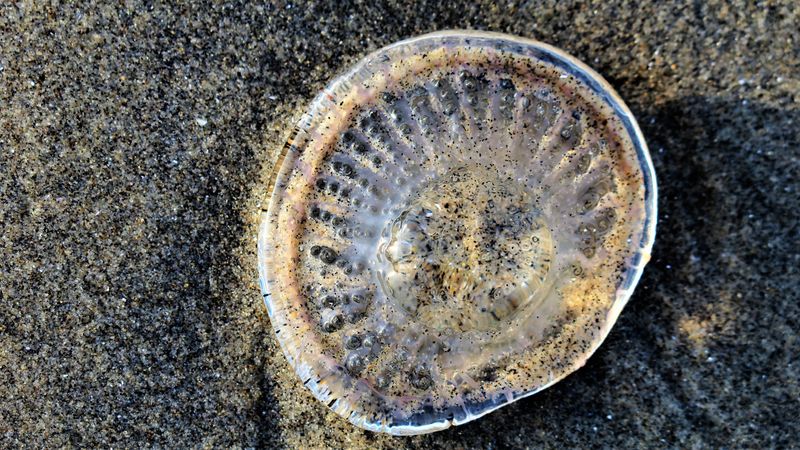 Moon jellyfish stranded on the beach