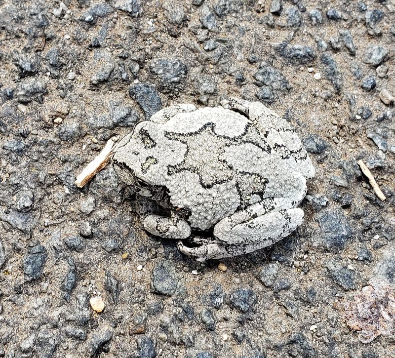 A very small gray tree frog - hyla vericoloris