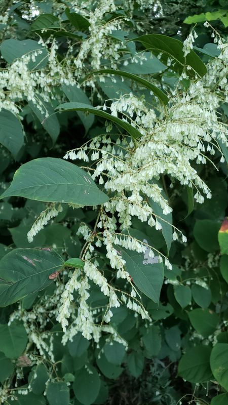 Japanese Knotweed - reynoutria japonica