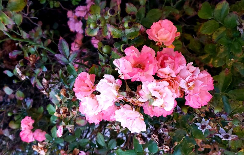 Beach roses - rosa rugosa
