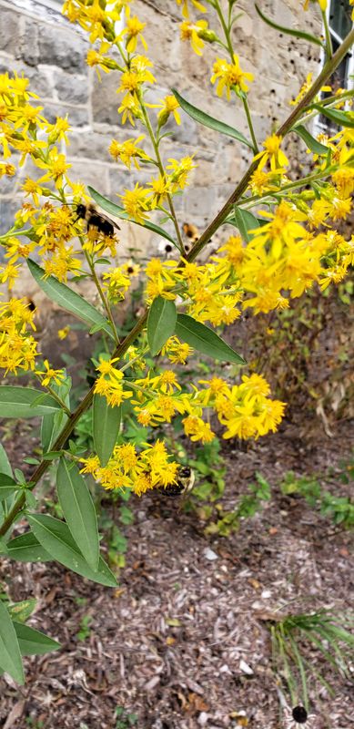 It looks like fall around here - goldenrod meets bumblebees