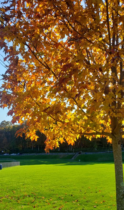 Silver maple with fall foliage