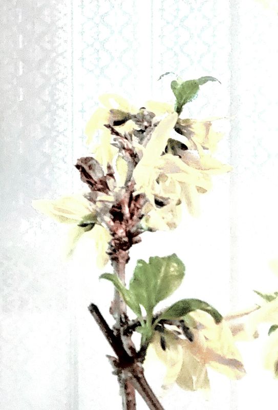 While its snowing outside - Forsythia is blooming inside