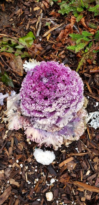 Frozen red cabbage still looking fresh 